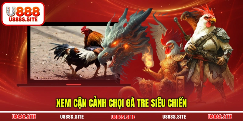 Xem cận cảnh chọi gà tre siêu chiến